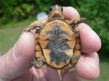 baby eastern