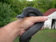c/b female eastern hognose