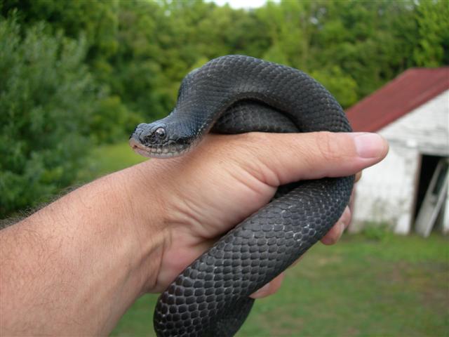c/b female eastern hognose