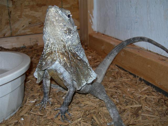 male n.g.