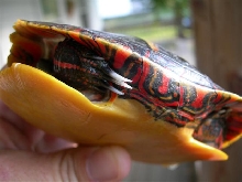 side view of E. painted
