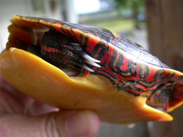 side view of E. painted
