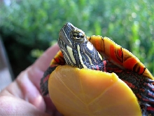 another turtle