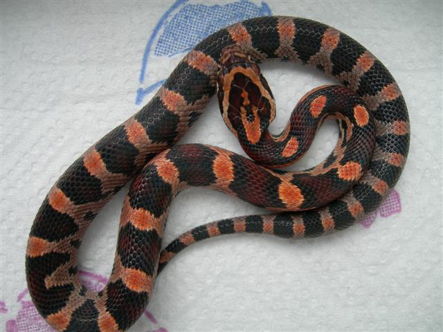 baby okeetee