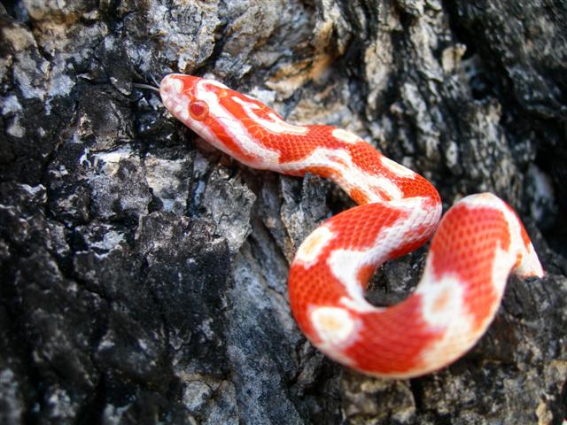 06' red candy cane male