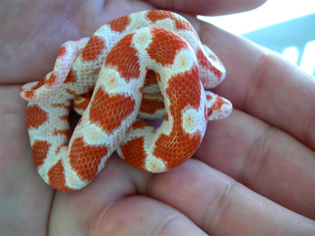 male c.c.