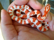 orange candycane