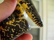 male Holbrooki