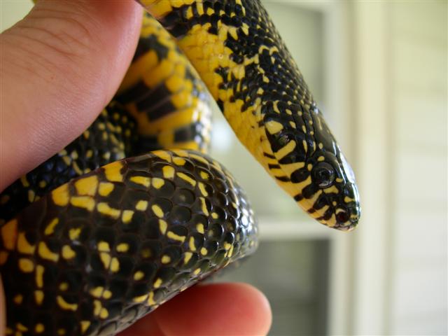 male Holbrooki