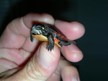 baby painted turtle