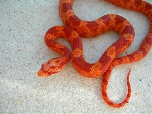 amel. bloodred