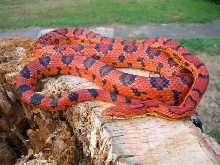 male Abbott breeder
