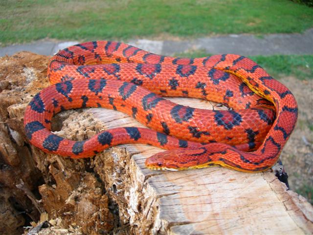 male Abbott breeder