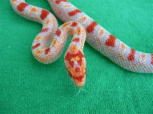 hi-white 2