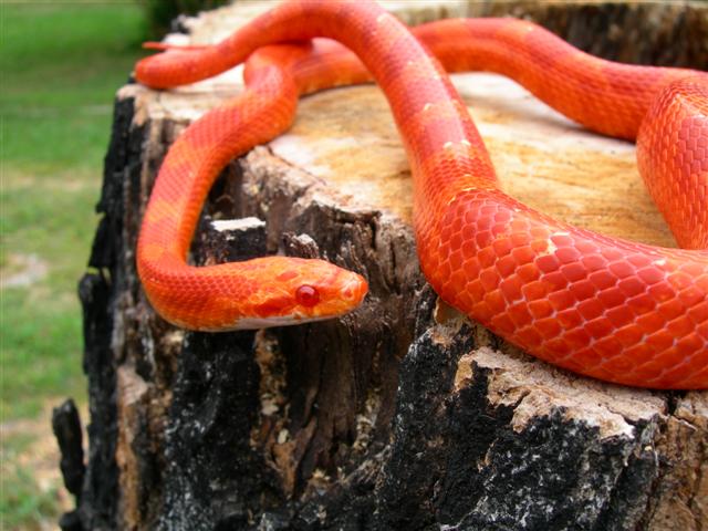 male bloodred