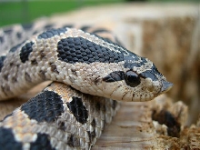 female southern