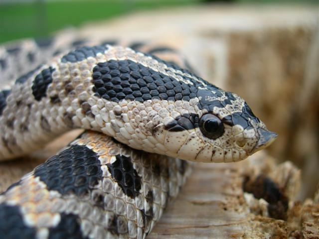 female southern