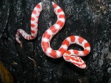 candycane