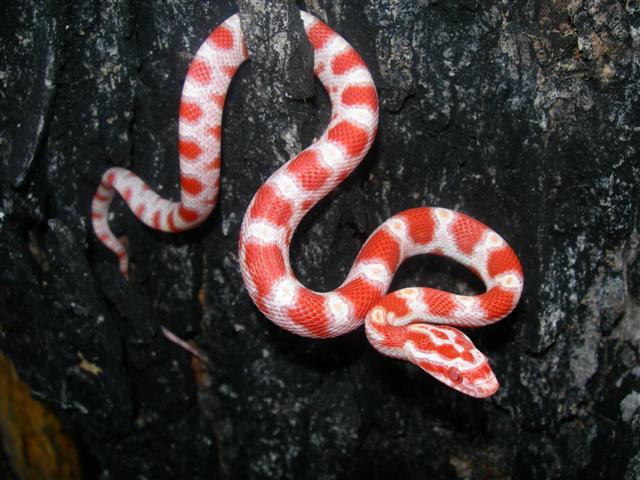 candycane