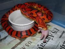 '06 munching