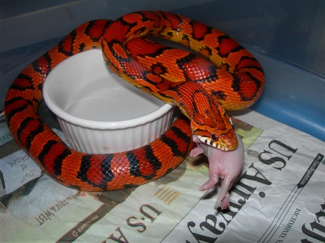 '06 munching