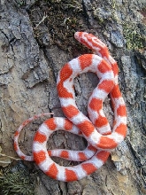 '07 candycane