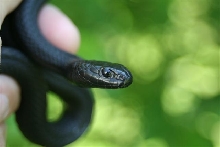male wandering