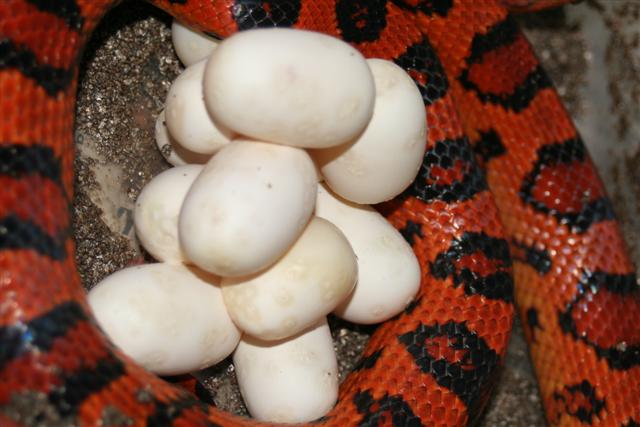okeetee eggs