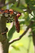 yearling