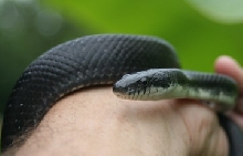 really dark black rat