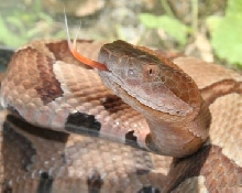 copperhead