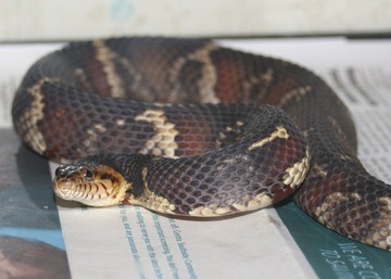 female broad banded
