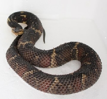 gravid broad banded
