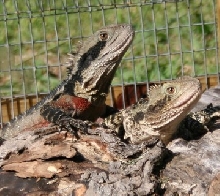 male and female