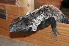 C. pectinata