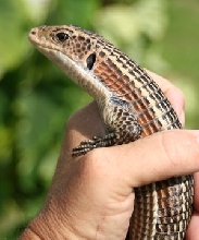 male plated lizard