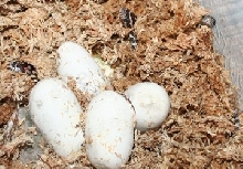 okies hatching