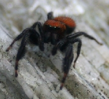 redback jumping spider