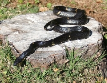 female russian ratsnake