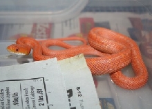 hypo 2