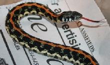 male garter