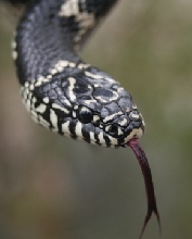 close up