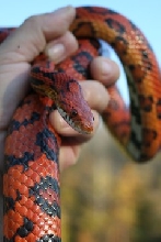 male okeetee