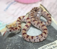 male Va. mole king