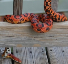 male okeetee