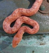 hypo glades baby