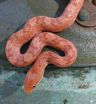 hypo glades baby