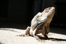 male frilled