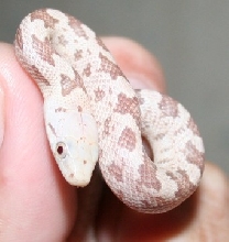 hypo glades baby