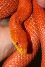 male hypo glades